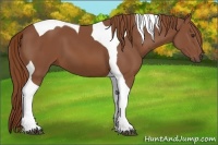Horse Color:Chestnut Tobiano