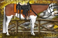 Horse Color:Bay Splash 