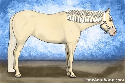 Horse Color:Gold Cream Champagne 