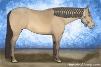 Horse Color:Amber Cream Champagne 