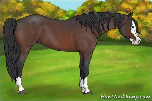 Horse Color:Bay Roan Splash