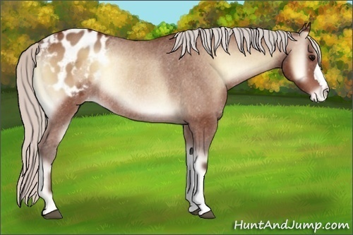 Horse Color:Silver Bay Onyx Varnish Rabicano 