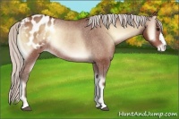Horse Color:Silver Bay Onyx Varnish Rabicano 