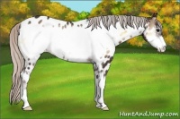 Horse Color:Silver Brown Onyx Sabino Frame Appaloosa 
