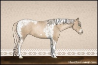 Horse Color:Chocolate Palomino Pearl Tobiano  and Chocolate Palomino Pearl Tobiano Frame 