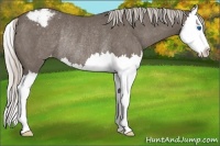 Horse Color:Silver Black Splash Varnish Rabicano