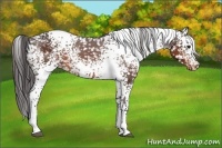 Horse Color:White Spotted Brown Appaloosa 