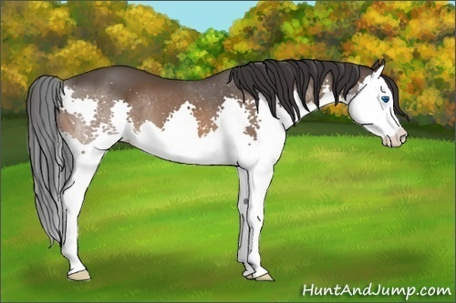 Horse Color:Brown Splash