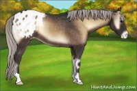Horse Color:Silver Bay Onyx Appaloosa Rabicano 