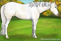 Horse Color:Silver Classic Champagne Dun Splash Tobiano Appaloosa 
