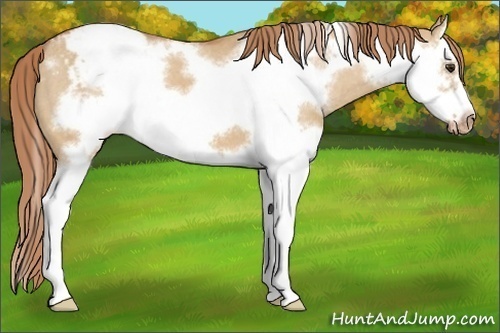 Horse Color:Red Dun Splash Frame Varnish 