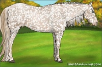 Horse Color:Liver Chestnut Pearl Appaloosa