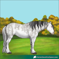Horse Color:Silver Smoky Grullo Chinchilla Roan Sabino  and Smoky Grullo Roan Sabino Splash 