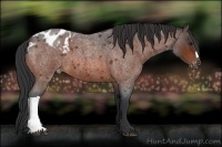 Horse Color:Bay Roan Appaloosa