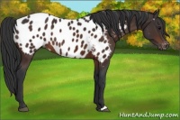 Horse Color:Brown Near Leopard 