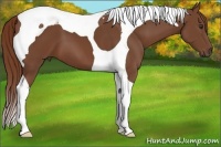 Horse Color:Chestnut Tobiano
