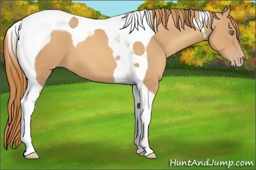 Horse Color:Gold Champagne Tobiano 