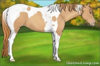 Horse Color:Gold Champagne Tobiano
