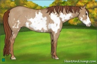 Horse Color:Red Dun Roan Splash Frame Rabicano