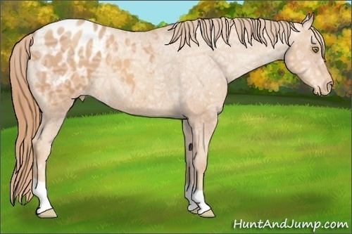 Horse Color:Gold Champagne Ice Appaloosa 