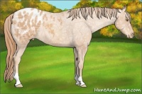 Horse Color:Gold Champagne Ice Appaloosa