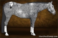 Horse Color:Black Ice Varnish 