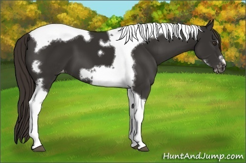 Horse Color:Liver Chestnut Tobiano Frame Varnish 