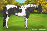 Horse Color:Liver Chestnut Tobiano Frame Varnish