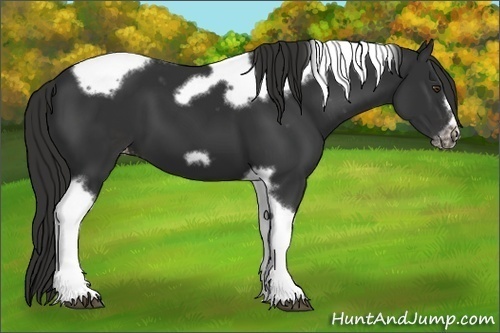 Horse Color:Liver Chestnut Tobiano Frame Appaloosa 