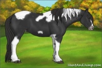 Horse Color:Liver Chestnut Tobiano Frame Appaloosa 