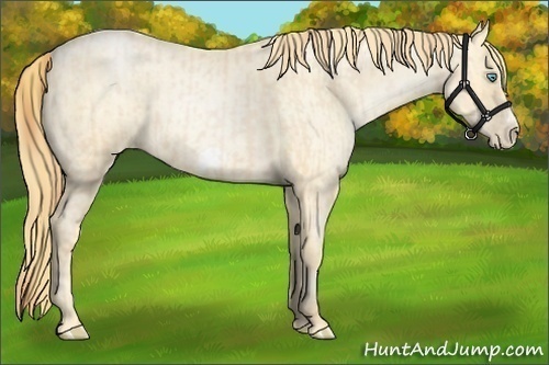 Horse Color:Buckskin Roan Pearl Frame and Buckskin Roan Pearl Frame