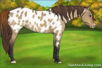 Horse Color:Buckskin Dun Blanket 