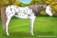 Horse Color:Liver Chestnut Splash Near Leopard