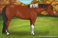 Horse Color:Brown Sabino Tobiano 