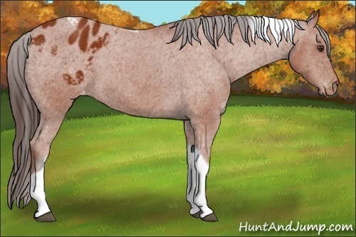 Horse Color:Bay Tobiano Appaloosa 