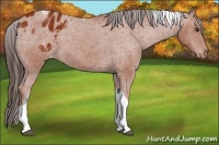 Horse Color:Bay Tobiano Appaloosa 
