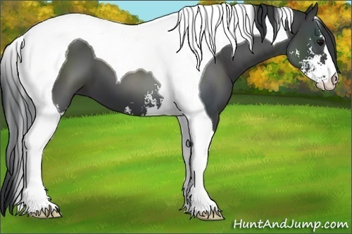 Horse Color:Black Sabino Tobiano 