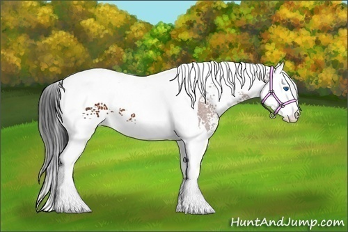 Horse Color:White Spotted Brown Splash Tobiano 