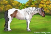 Horse Color:Brown Tobiano