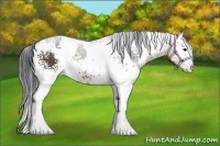 Horse Color:White Spotted Buckskin 