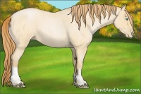 Horse Color:Buckskin Roan Pearl and Buckskin Roan Pearl