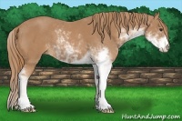 Horse Color:Chestnut Sabino