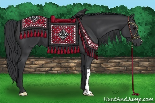 Horse Color:Black 