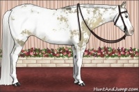 Horse Color:Chocolate Palomino Dun Sabino 