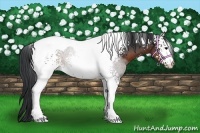 Horse Color:White Spotted Brown Tobiano Rabicano