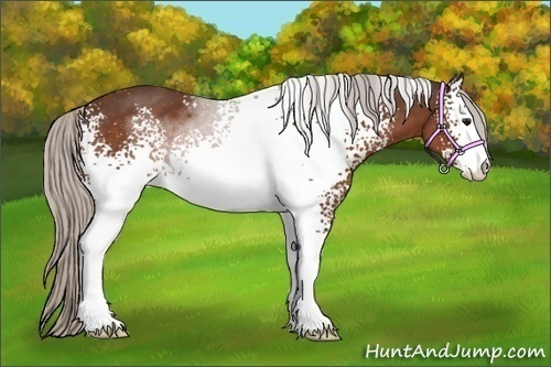 Horse Color:White Spotted Silver Brown Sabino