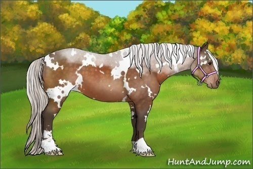 Horse Color:White Spotted Silver Brown Sabino 