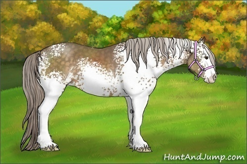 Horse Color:White Spotted Chocolate Palomino Sabino