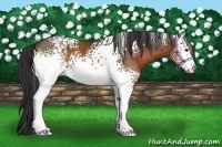 Horse Color:White Spotted Brown 
