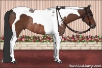 Horse Color:Brown Tobiano Rabicano